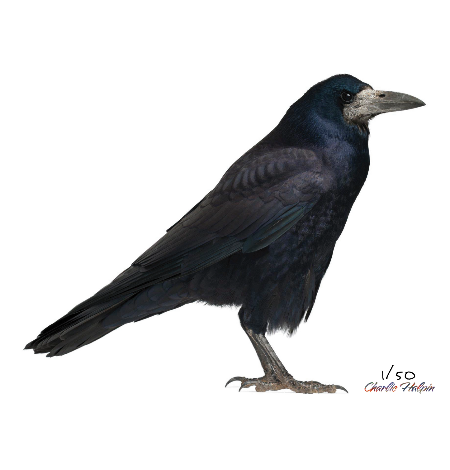 Crow #110 by the Artist Charlie Halpin